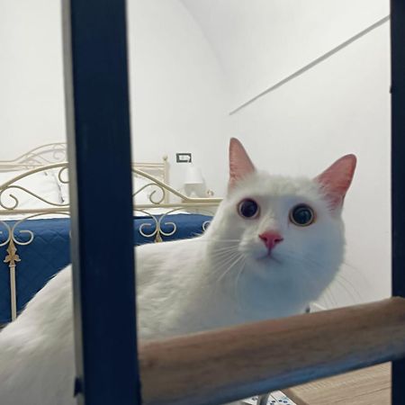 The White Cat Villa Naples Luaran gambar