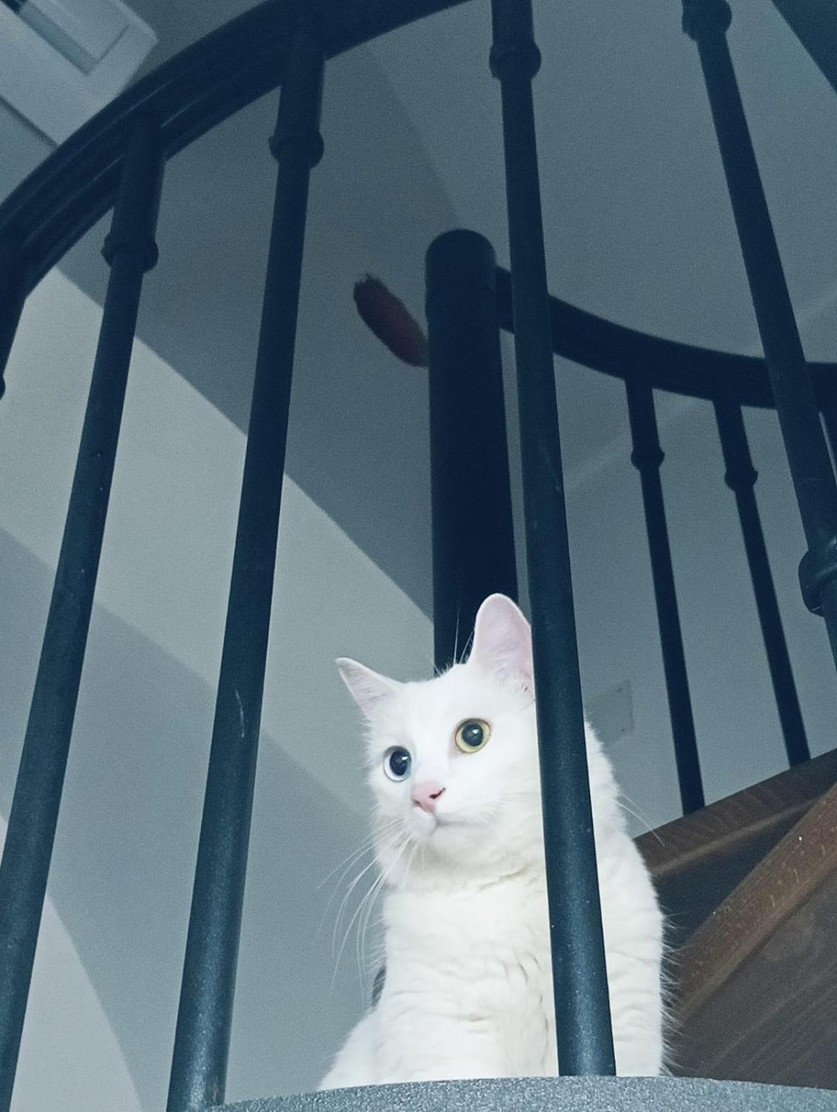 The White Cat Villa Naples Luaran gambar