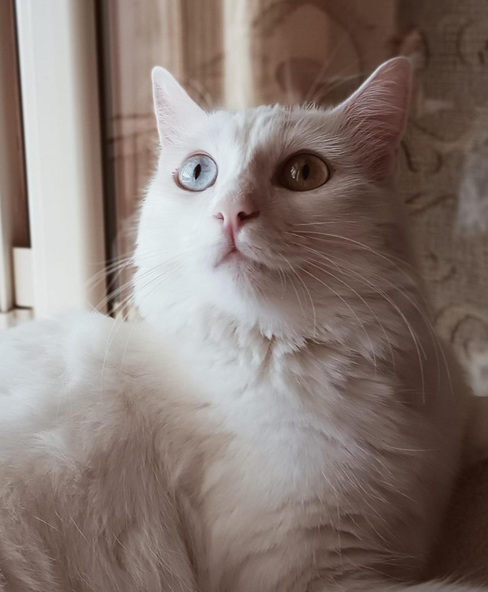 The White Cat Villa Naples Luaran gambar